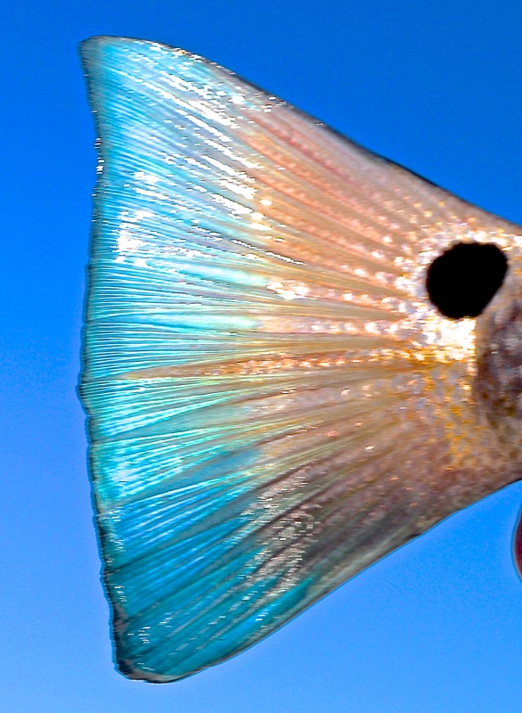 redfish tail, Beaufort South Carolina