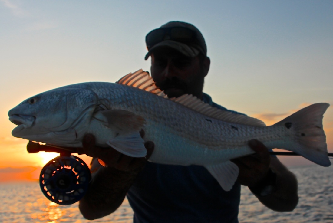 Beaufort fly fishing guide, Sunset with redfish in the lowcountry, redfish in the marsh.