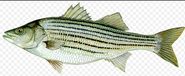Striper fishing on the fly