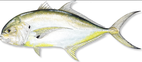 Fly fishing for Jack Crevalle in Hilton Head and Beaufort South Carolina