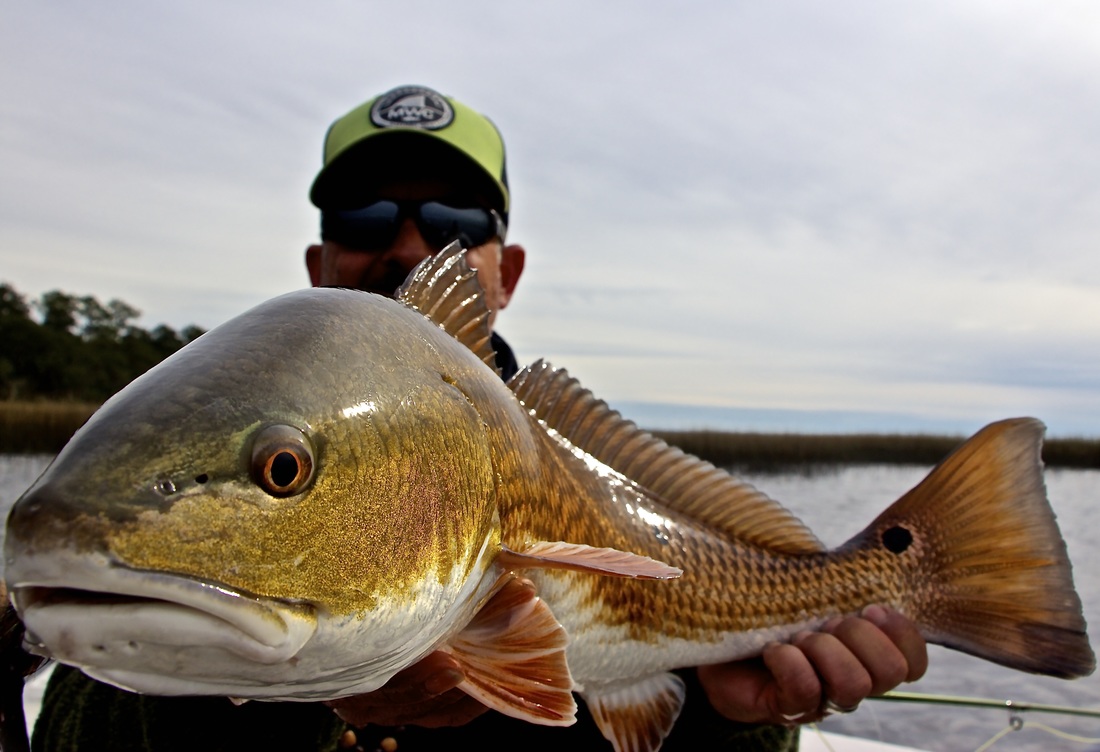 john holbrook with another nice redfish on fly with locoflycharters