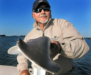 Fly fishing Bonnet Head Sharks in the Hilton Head Island area with Dave Aderhold as my client.