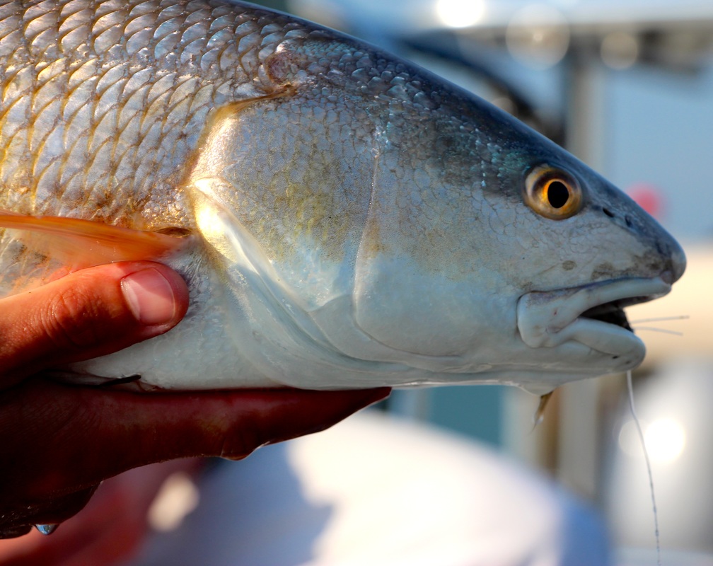 Sight fishing Redfish in Hilton Head and Beaufort South Carolina
