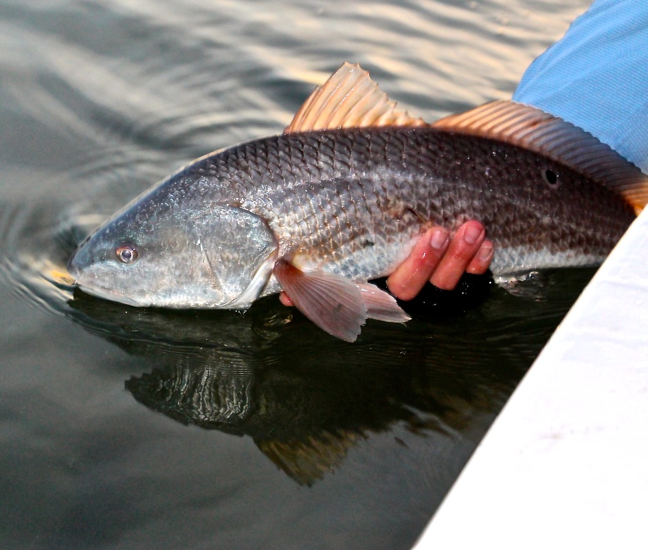 Hilton Head redfish release
