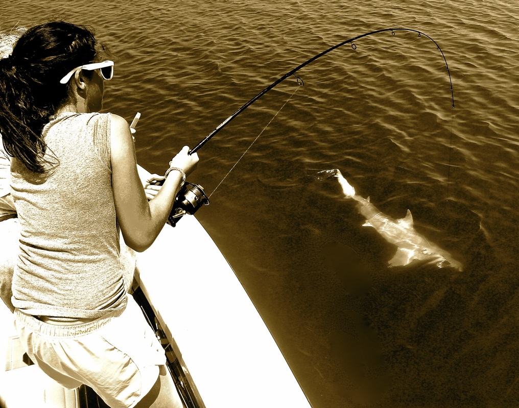 sight fishing sharks in Hilton head Island South Carolina